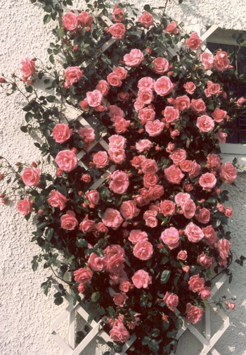 Placeholder Picture